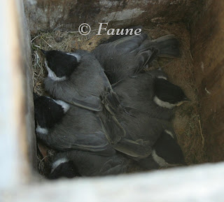 Chickadees in box feathered out