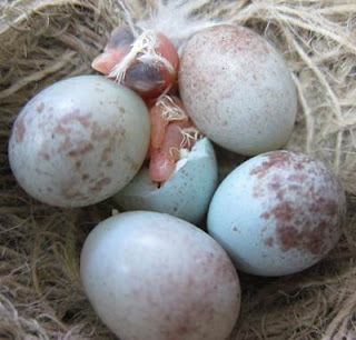 Apabila Burung Kenari yang sedang kita budidayakan mulai bertelur pastilah senangnya bukan 3 Solusi Telur Burung Kenari Terlalu Banyak / Berlebih