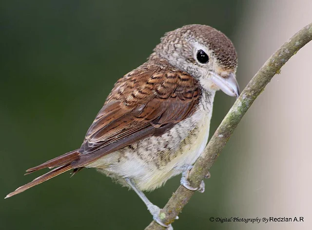 Tiger Shrike (Lanius tigrinus)