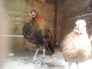Ayam hutan asli sumatera