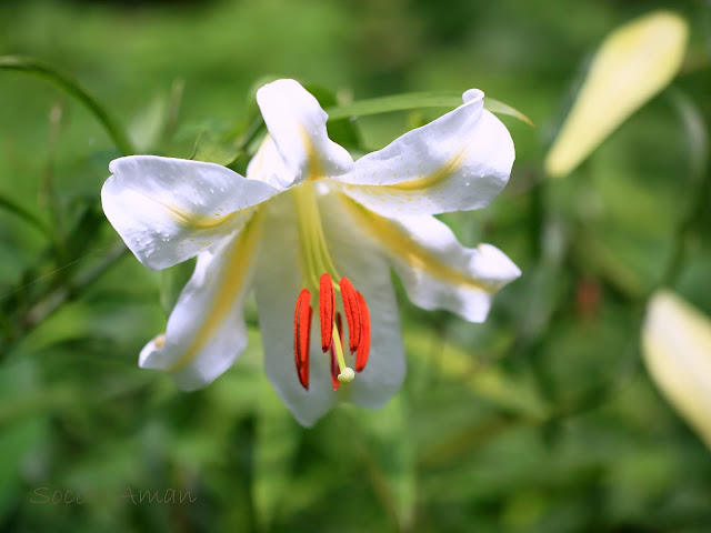 Lilium auratum