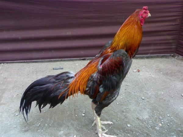  Koleksi Foto foto Ayam Bangkok Lingkar Dunia