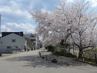 犀川　桜