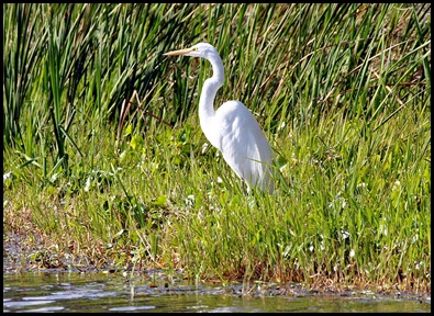 03 - Great Egret