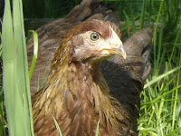 eagle eye of the pullet