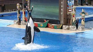 seaworld, killer whale, Kasatka, Kasatka euthanized