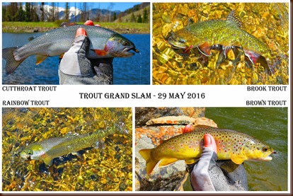 Trout Grand Slam-29 May 2016