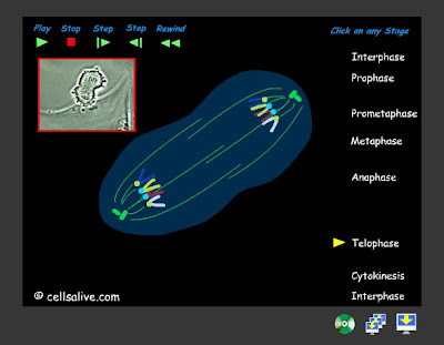 animal cell going through mitosis