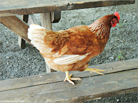 Cider Hill Farm: Gallinas