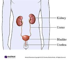 kidney health tips