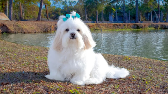 Lhasa Apso