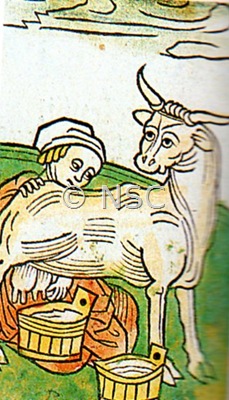 mungitura del latte 