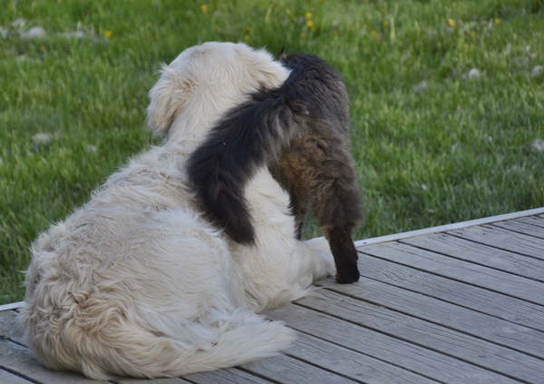 golden retriever pus katt kattepus pusekatt