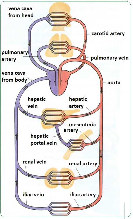 # 72 Arteries, veins and capillaries - structure and ...