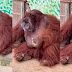 Vídeo: Orangotango ameaçado de extinção é flagrado fumando em zoológico