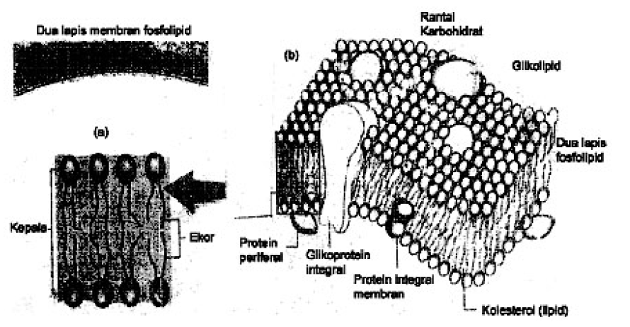 4 Macam Molekul Organik Biologi Indonesia