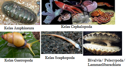 Pengertian Mollusca, Ciri-Ciri, Klasifikasi, Reproduksi 