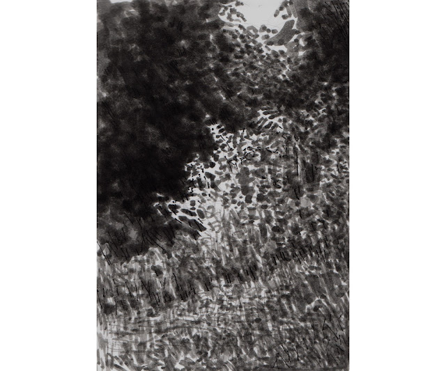 Ink sketch of dense foliage with light filtering through leaves at top