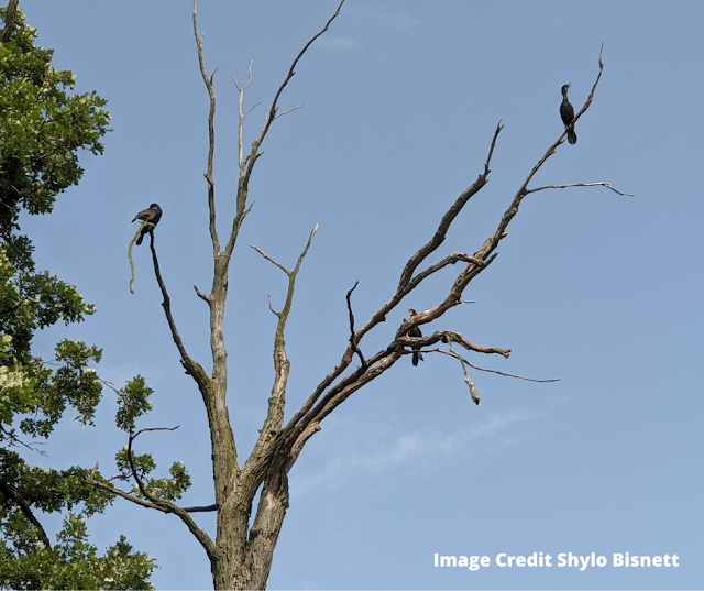 Double-crested cormorants perched in a tree at Busse Lake. Image credit Shylo Bisnett.