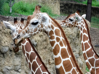 a trio of giraffe heads at the Henry Doorly Zoo in Omaha, Nebraska