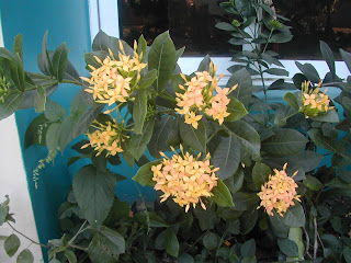 Ixora