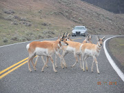 We also saw several antelope, which we hadn't seen before, . (yellowstone park part iii )