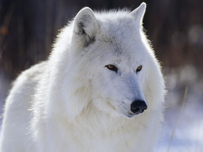 Polarni vuk download besplatne pozadine slike za desktop