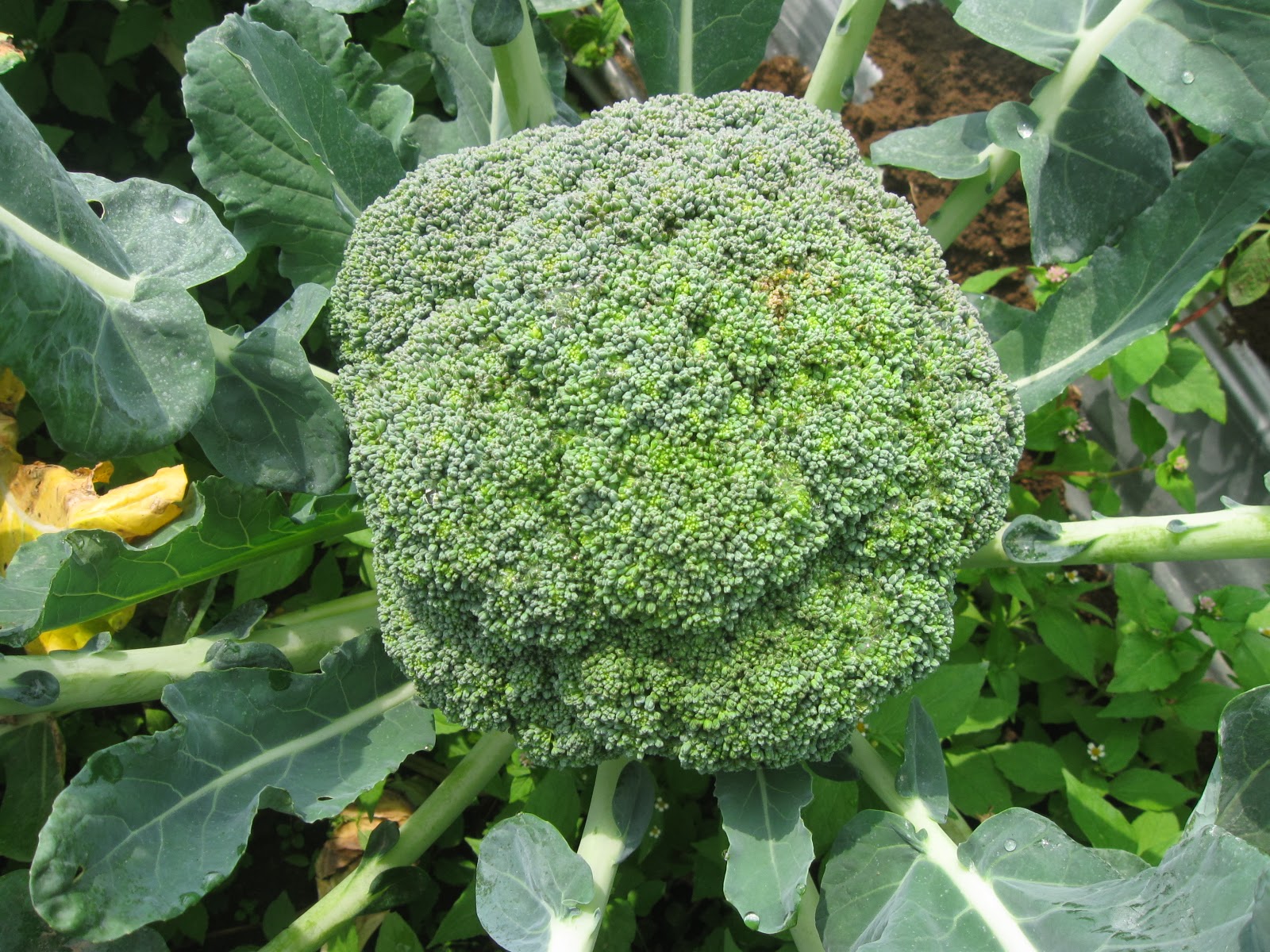 Manfaat-Brokoli-Untuk-Kesehatan