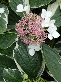 Centennial Park Conservatory 2018 Easter Flower Show Florist Hydrangea pink lacecap by garden muses-not another Toronto gardening blog