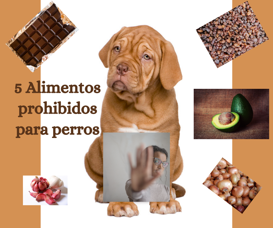 5 Alimentos prohibidos para perros
