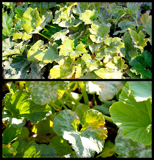 Yellow leaves Aquaponics