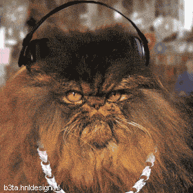 gato5