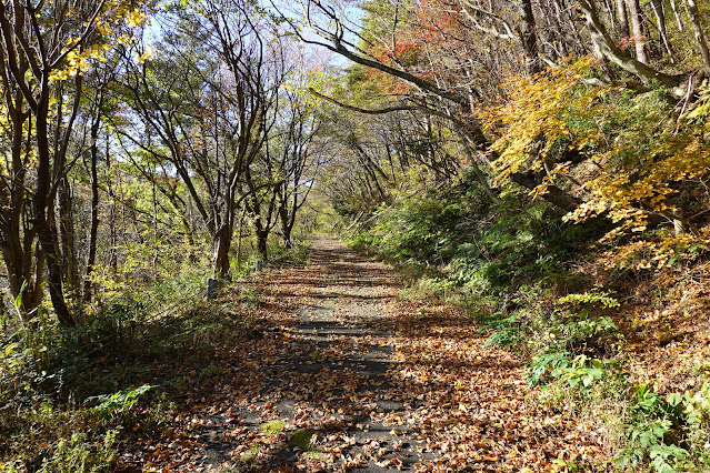 鳥取県西伯郡大山町豊房 ツバヌキ山登山道