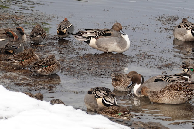 鳥取県米子市西町 湊山公園 池のマガモ