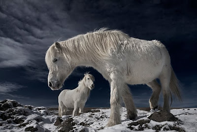 beautiful horses