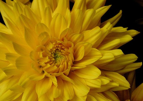 Romantic yellow wedding bouquet made up of yellow chrysanthemums with yellow