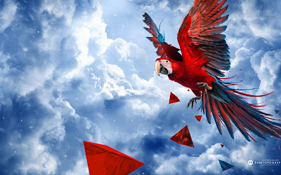 PARROT HD WALLPAPER FREE DOWNLOAD 54