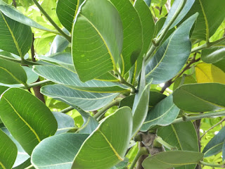 Bois d'éponge - Bois Papaye - Gastonia cutispongia - Polyscias cutispongia