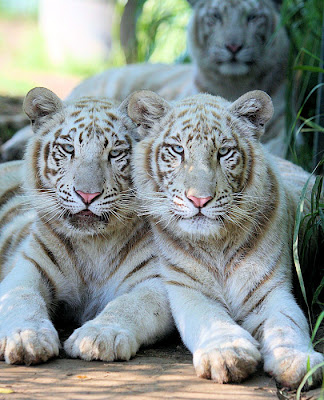 Pictures Of Tigers And Cubs. Tiger cubs adopted by dog