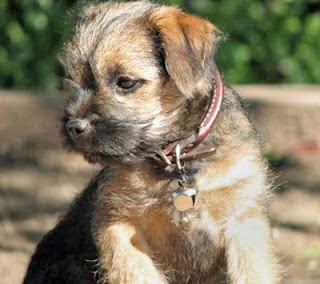 info on border terriers