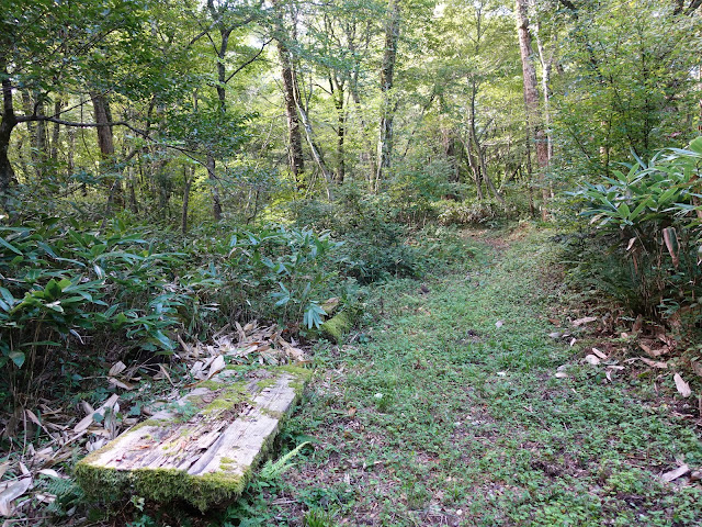 大山の森の大山古道