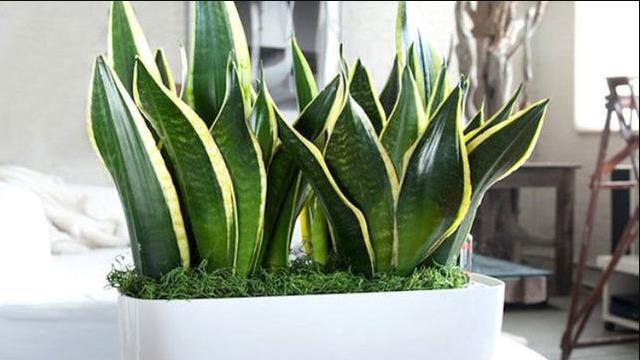   Jenis Sansevieria  yang Cocok untuk Tanaman Hias Indoor 