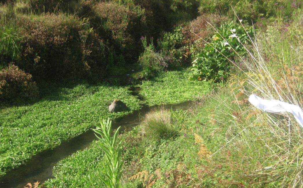 Sungai di Cikasur dan Selada Air