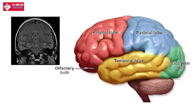 What Is Temporal lobe Seizure(TLE)?