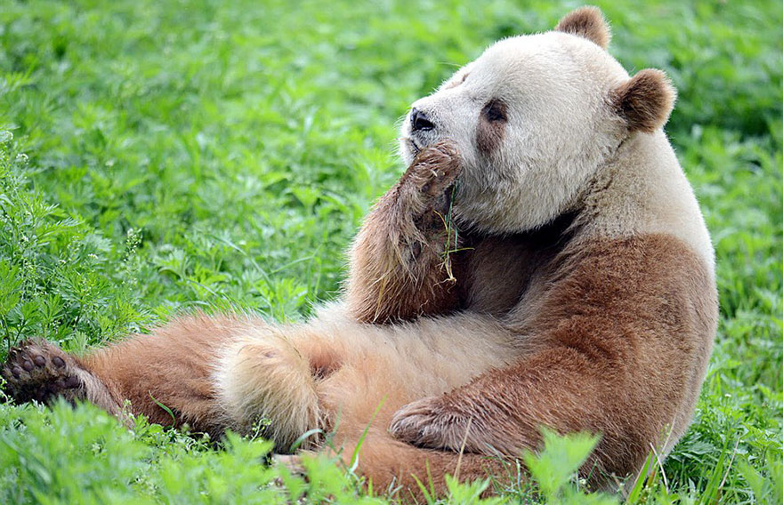 The World’s Only Brown Panda Who Was Abandoned As A Baby, Finally Finds Happiness - Meanwhile, Qizai is enjoying a good life at the Foping Panda Valley