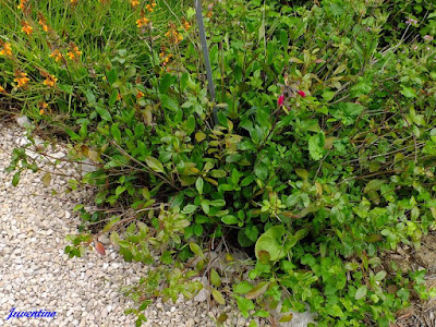 Salvia buchananii - Buchanan's sage care and culture