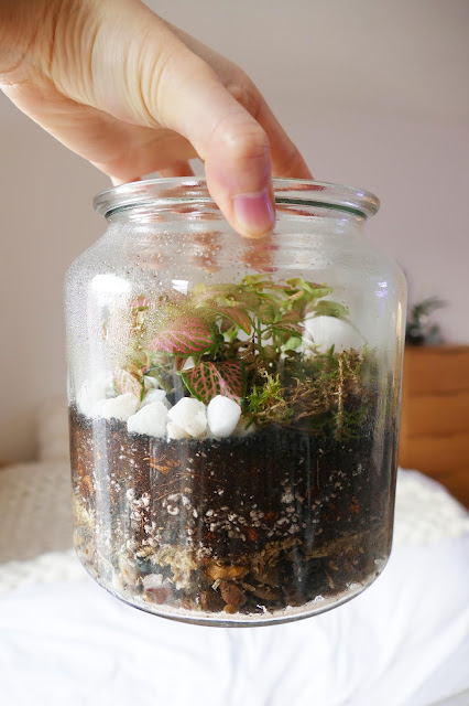 How To Build Your Own Terrarium At Home, DIY Terrariums Shop Review, DIY Terrariums Shop etsy, terrarium kits cheap uk, terrarium kit uk, closed terrarium kit, etsy terrarium kit