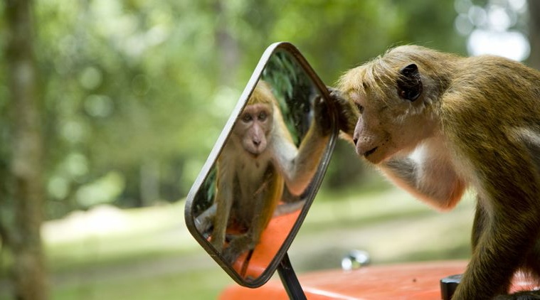 Gambar Monyet Lengkap dan Lucu Kumpulan Gambar