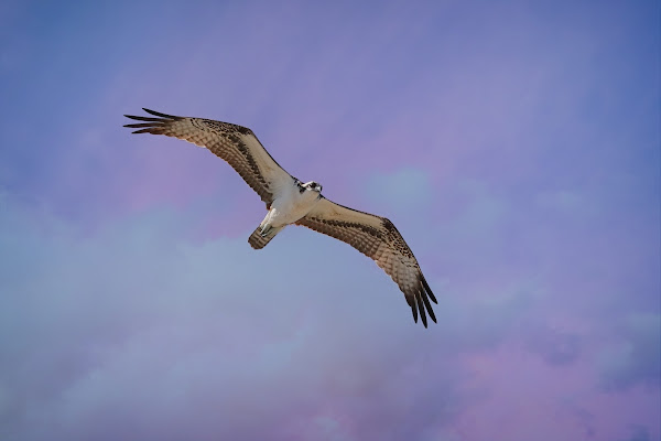 Osprey.