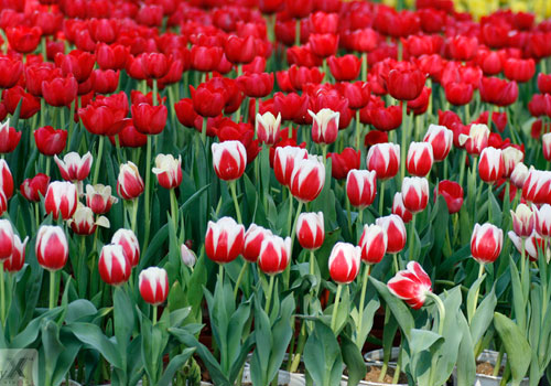 hinh nen hoa tulip , y nghia hoa tulip , hoa tulip dep , giá hoa tulip